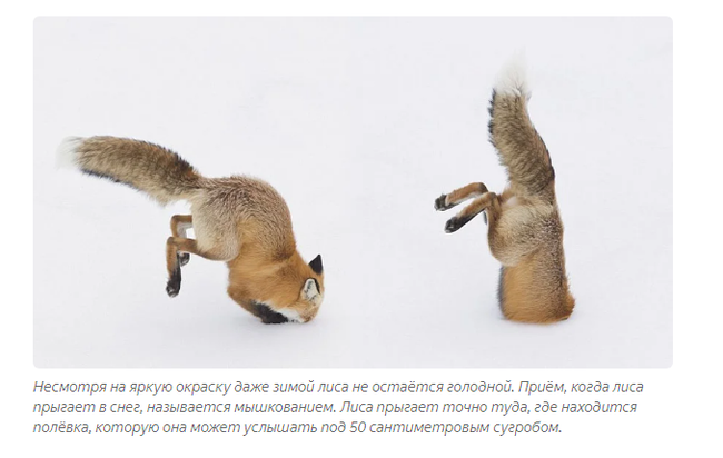 Fox: 400 species of animals in the diet. Domination through cunning - Fox, Animal book, Yandex Zen, Longpost, Animals