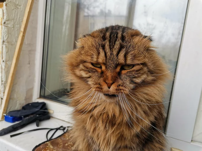 The cat yawned - My, Scottish lop-eared, cat, Longpost