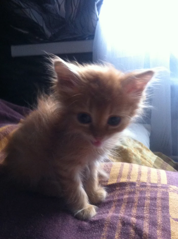 It was and became. I join! - Longpost, It Was-It Was, Redheads, cat, My