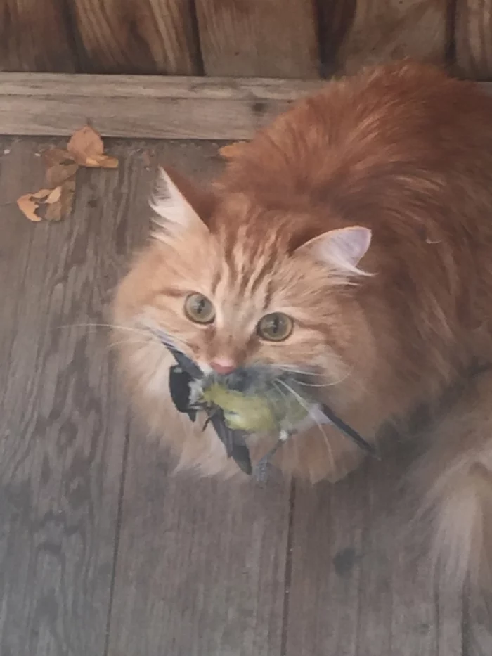 It was and became. I join! - Longpost, It Was-It Was, Redheads, cat, My