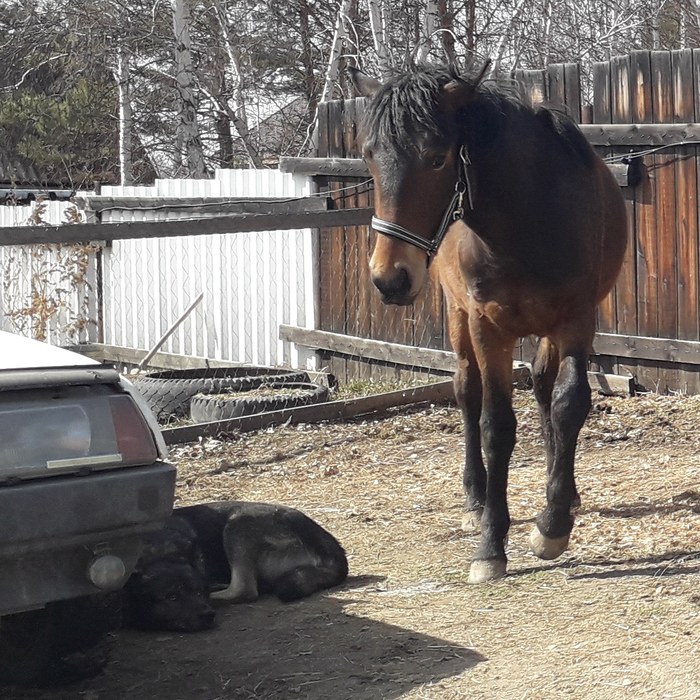 Коняка-подозревака