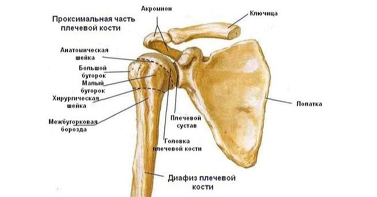 Бугорок это. Плечевой сустав анатомия строение кости. Анатомия лопатки и плечевого сустава. Плечевая кость и лопатка сустав. Плечевая кость лопатка ключица анатомия.