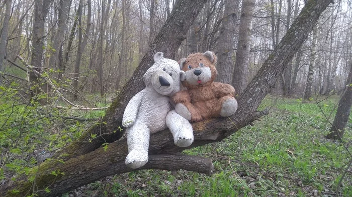 Dire bears - My, Positive, Spring, Forest, Photo on sneaker, Suddenly