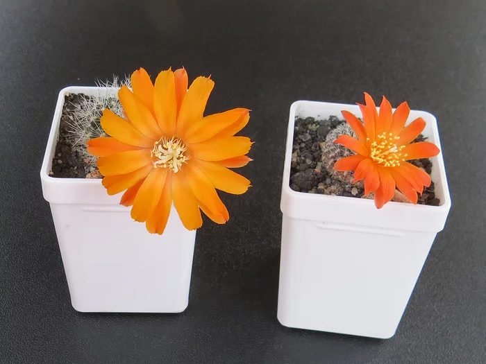 Blooming cacti - My, Cactus, Blooming cacti, Houseplants, Longpost, Video