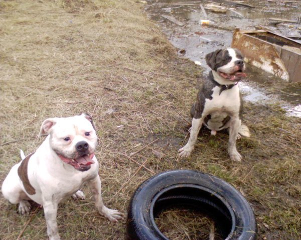 It was/was or “there were two of them” - My, It Was-It Was, American Bulldog, Longpost, Dog