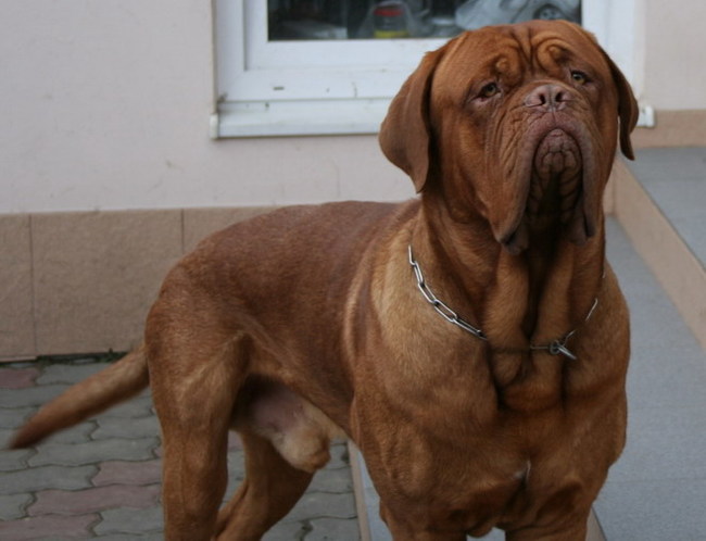 It was and became. Dogue de Bordeaux - My, It Was-It Was, Dog, Great Dane of Bordeaux, Longpost