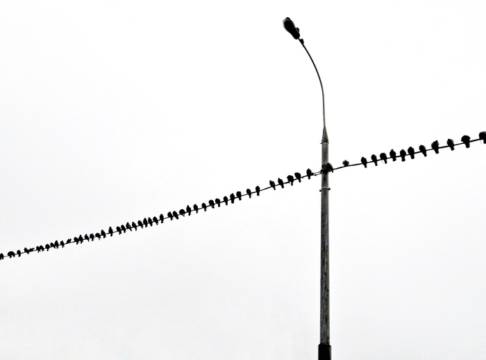 Pigeons - My, The photo, Mobile photography, Pigeon, Minimalism, Silhouette, Sky, Birds