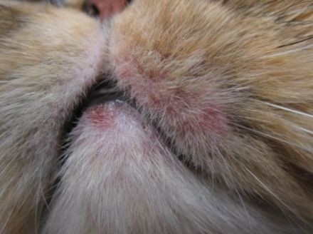 Лизин для кошек – отличное средство от герпеса | Пикабу