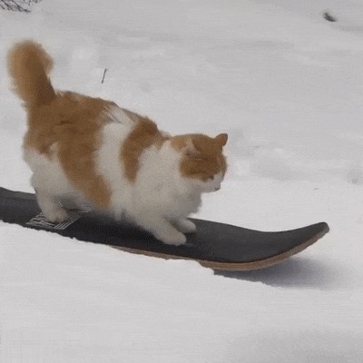 Спортивный коша Кот, Гифка, Сноуборд, Крутость