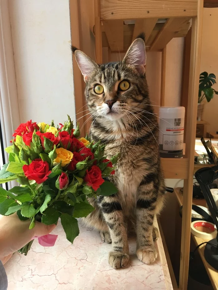 That's for me? - My, cat, Flowers, Presents, Joy, Magic, Happiness, Peace, Love