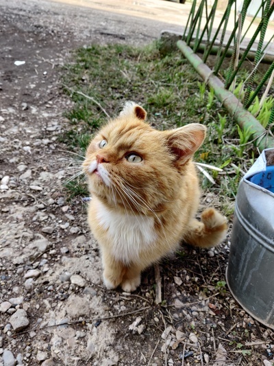 Нужен дом котику. Пропадёт