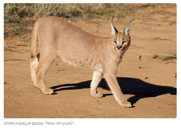 Caracal: Flying cats are used to killing in the air (And they also meow very strangely) - Caracal, Animal book, Yandex Zen, Video, Longpost, Cat family, Small cats, Animals