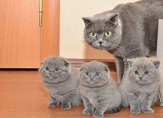 Dad has come) - cat, Kittens, Small cats, Pets, Mood