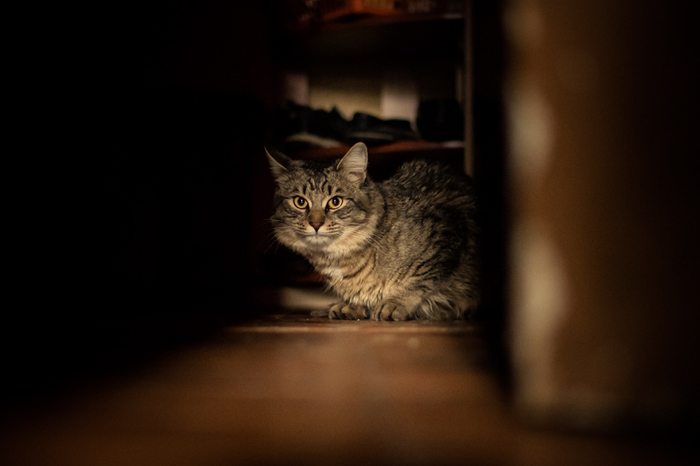 Кот Кузьма