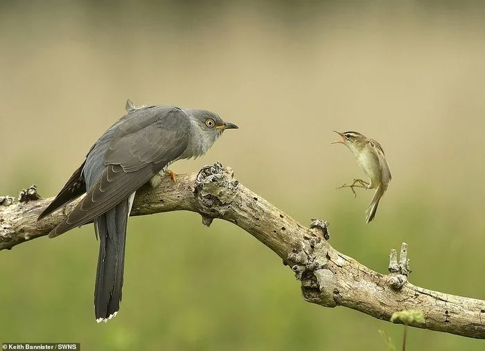 A warbler calls to a cuckoo - Cuckoo, Birds, Kamyshovka, The photo