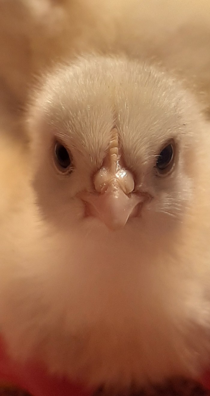 ��� ��� ��������