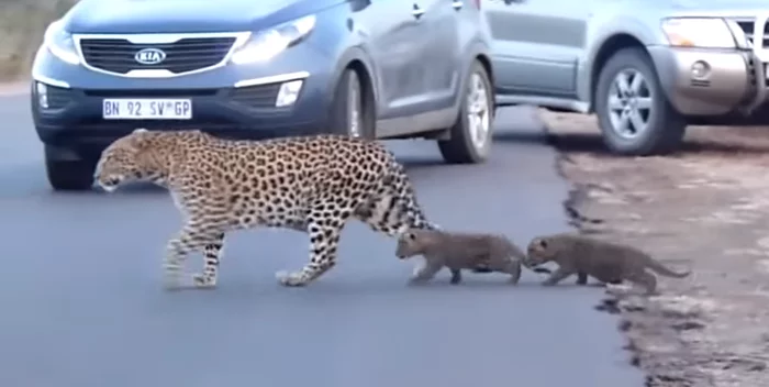 Mom teaches children to cross the road correctly - Leopard, Big cats, Education, Road, South Africa, Africa, Video, Kruger National Park