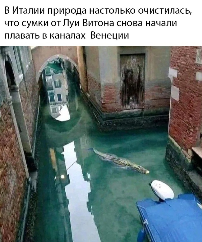 Canals of Venice - Quarantine, Channel, Venice, Crocodile, Humor, Picture with text, Photoshop, Crocodiles