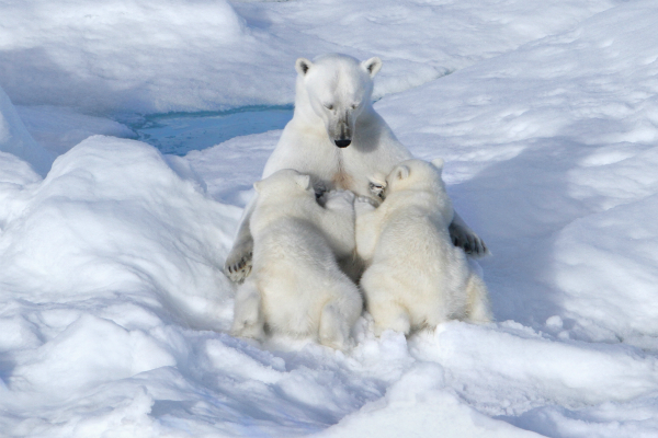 And let the whole world wait... - Bear, Polar bear, North, wildlife, Arctic, Motherhood, Feeding, Wild animals, The Bears