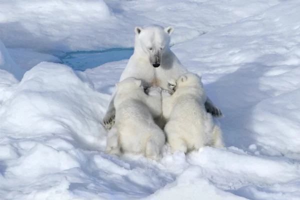 And let the whole world wait... - The Bears, Polar bear, North, wildlife, Arctic, Motherhood, Feeding, Wild animals