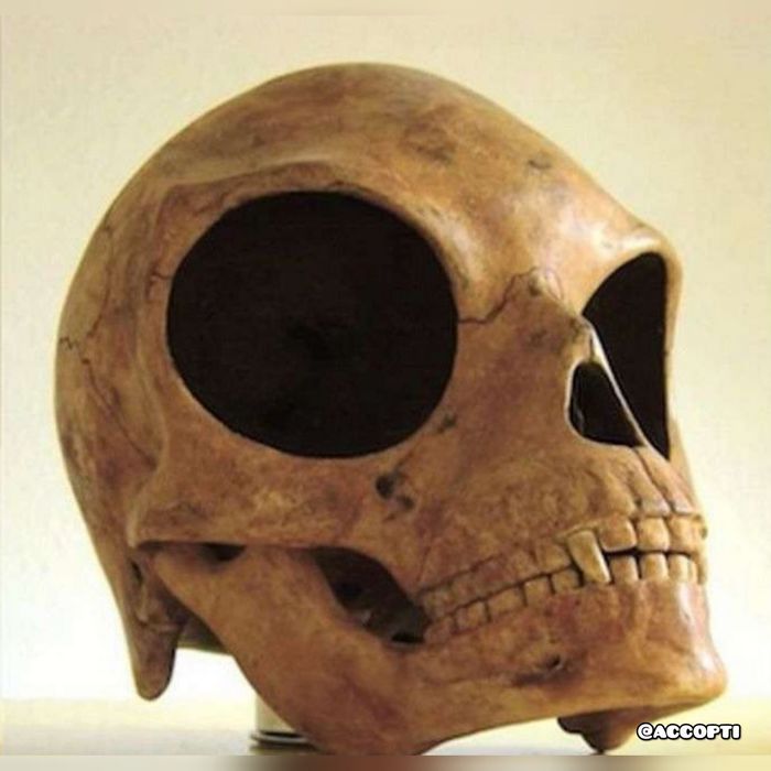 Sealand island skull - Archeology, Antiquity, Scull, Тайны