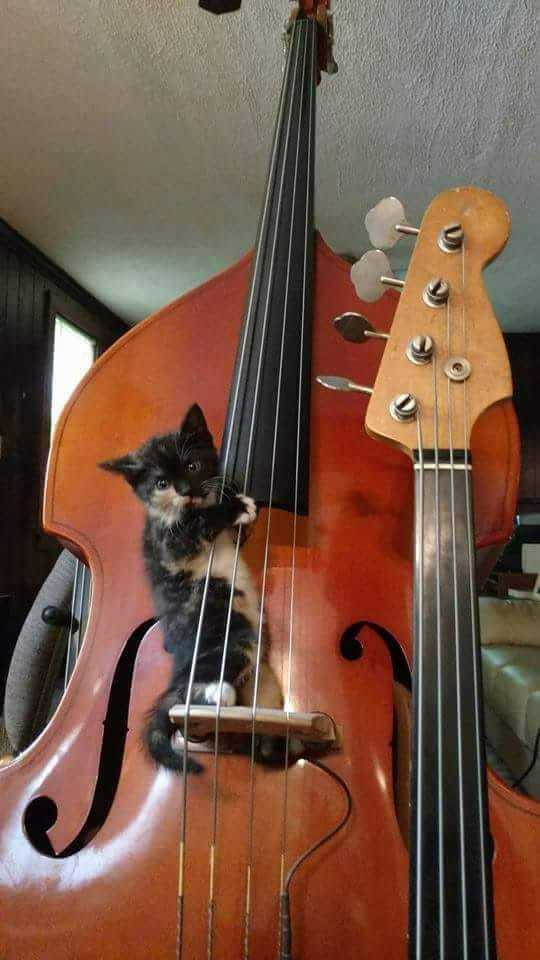 Musician - cat, Kittens, Contrabass, Images, Music, Musicians