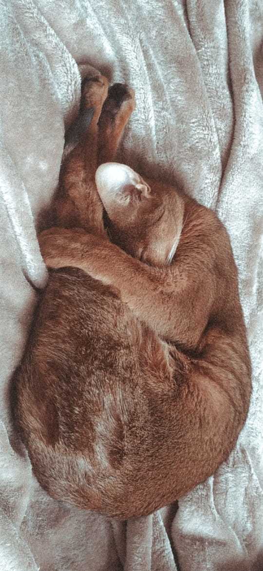 Gymnast's dream - My, The photo, Abyssinian cat, cat