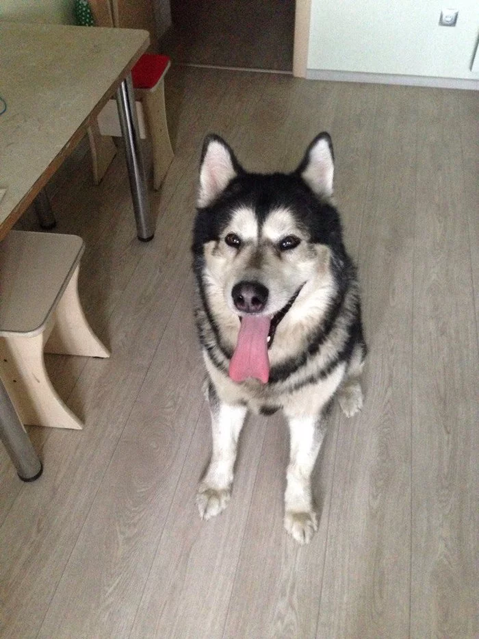 Help me find a home for a Malamute - My, Alaskan Malamute, Tomsk, The strength of the Peekaboo, Longpost, I will give, In good hands, Dog, No rating