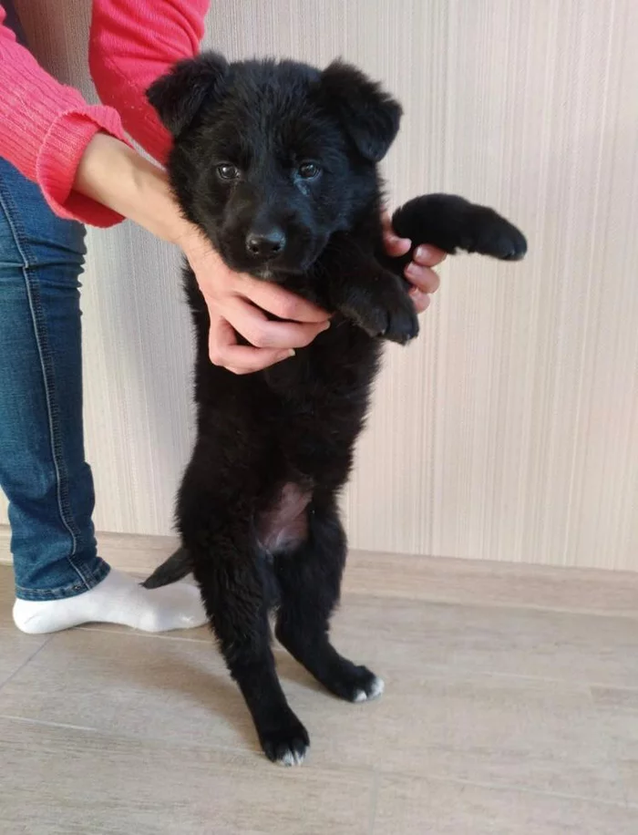 The cutest puppy is looking for a home - No rating, Moscow, Dog, In good hands, Krasnogorsk, Longpost