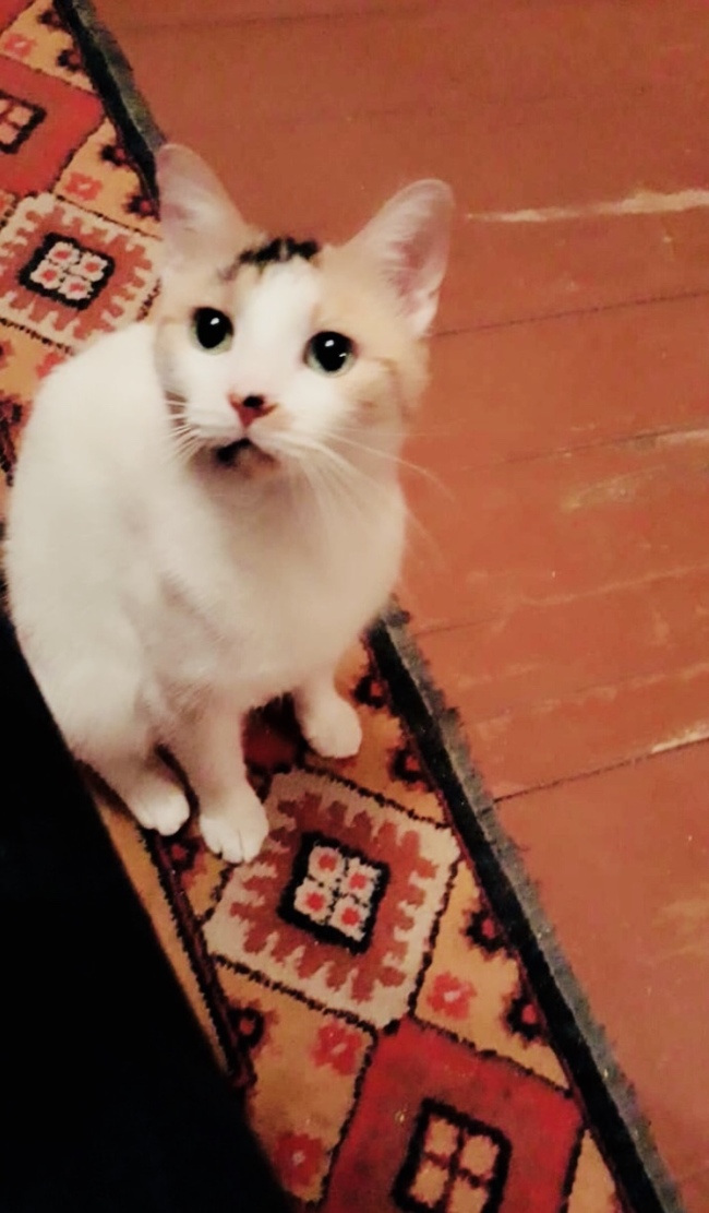 The cat is looking for its home. Her owner died and she lives alone for six months. St. Petersburg and Leningrad region - My, cat, In good hands, Saint Petersburg, Leningrad region, No rating, Kindness, Animal Rescue, Longpost