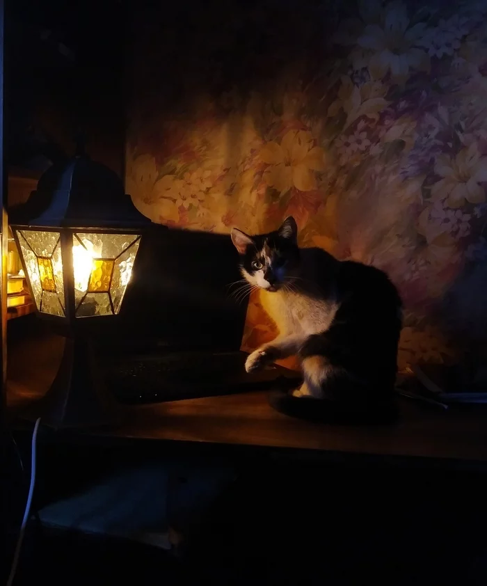 Catolamp - My, Tricolor cat, Лампа, Cosiness, Cat with lamp