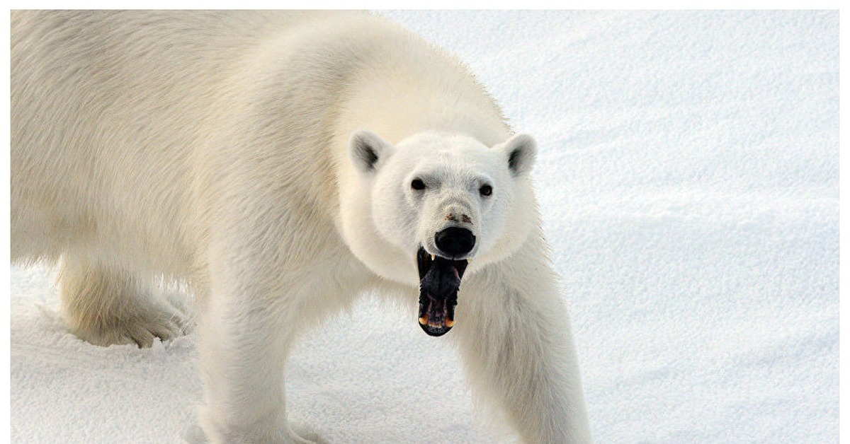 Скорость бега белого медведя. Белый медведь. Полярный медведь. Злой белый медведь. Белый медведь фото.