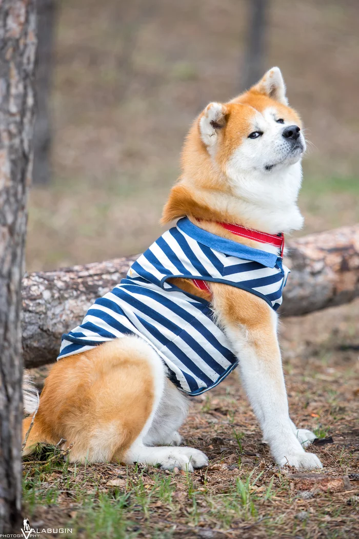 This look... - My, Dog, Akita Inu