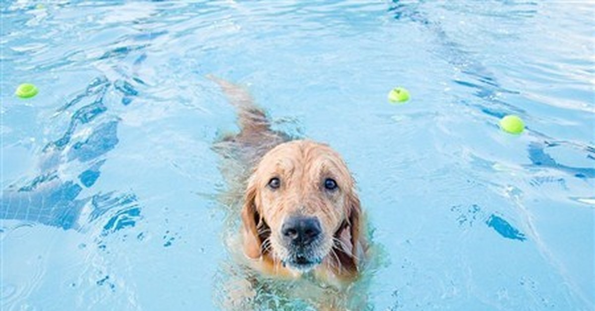 Swimming dog. Собака плавает. Собака плывет. Плавание по собачьи. Гидротерапия для собак.