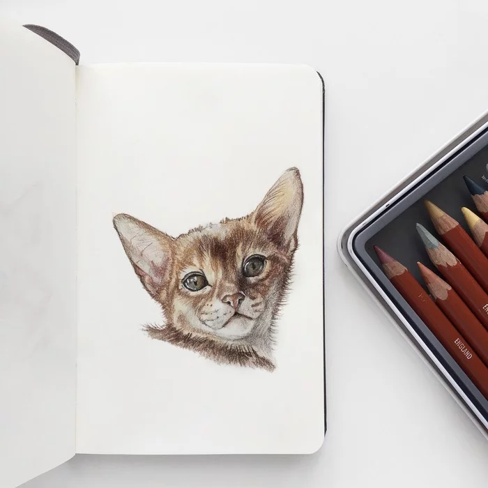 Cats with colored pencils - My, cat, Kittens, Portrait, Colour pencils, Art, Pets, Longpost