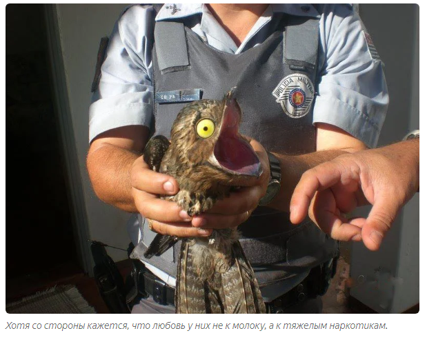 Nightjar: Kings of the poor among birds. Psychiatric hospital in the forest at night - Animal book, Nightjar, Yandex Zen, Longpost, Birds, Animals