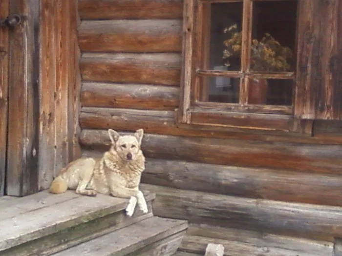 Элегантный летний пёс - Моё, Ширяево, Самара, Собака