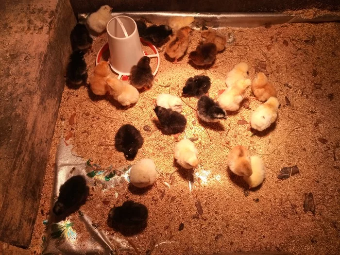 Chickens. Incubation result - My, Chickens, Incubation, Сельское хозяйство