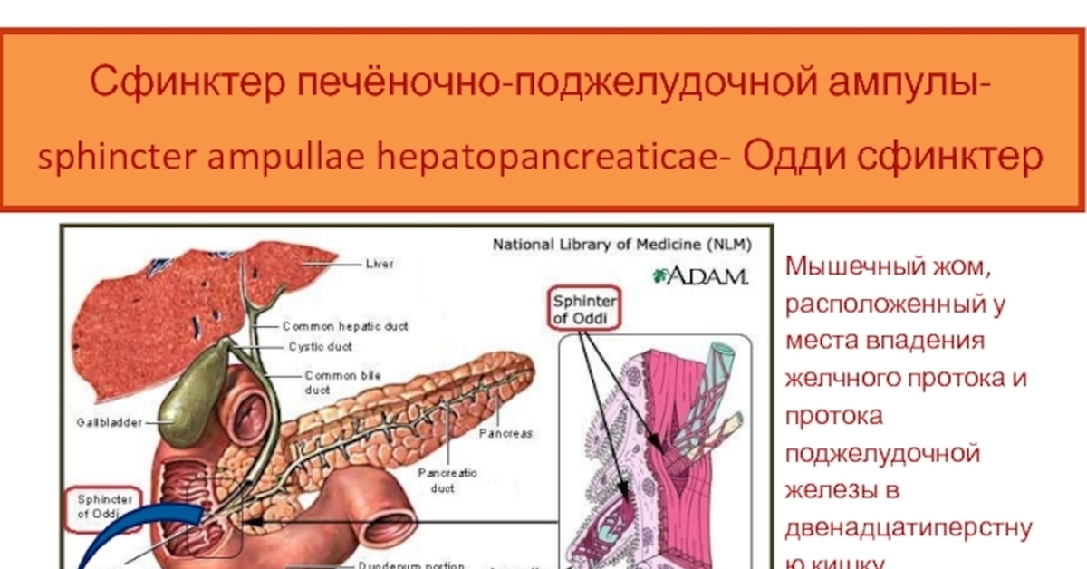 Желчная железа. Поджелудочная железа сфинктер Одди. Привратник это сфинктер Одди. Печень сфинктер Одди. Поджелудочная железо сфенктер Одди.