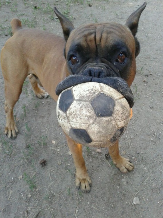 Shall we play? - My, Dog, Jack Russell Terrier, German Shepherd, German boxer, Animals, Training, Longpost