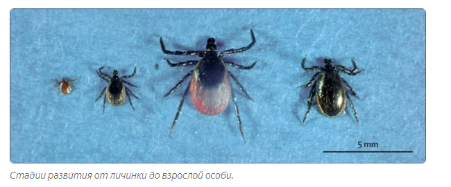 Ticks: Plague during the plague. Reminder for protection during the height of parasite season - Mite, Animal book, Yandex Zen, Longpost, Animals