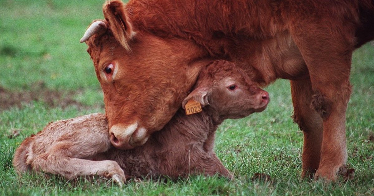 Какие рождаются телята. Теленок. Коровы и телята. Теленок фото. Красный теленок.
