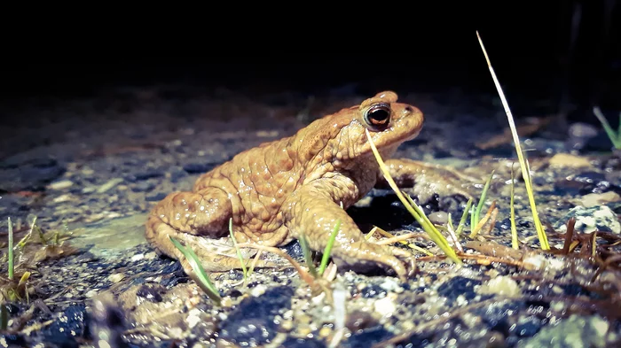 Will the prince come out? - My, Night shooting, Mobile photography, Frogs, Flashlight, Amphibians