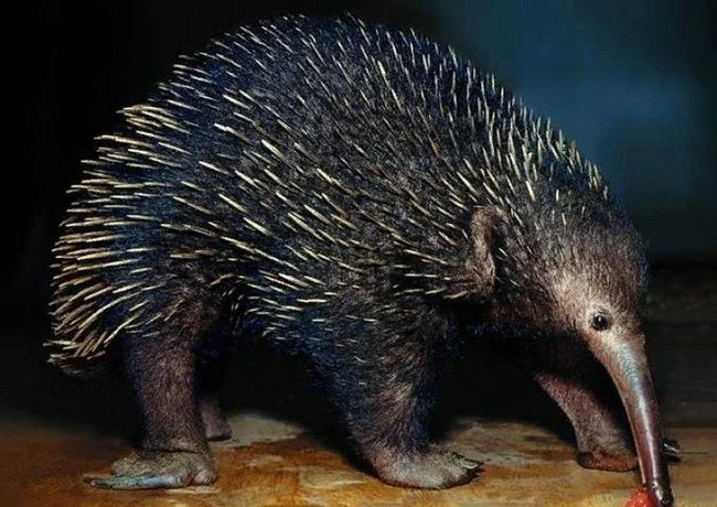 PRO-echidna - My, Oviparous, wildlife, Red Book, Longpost