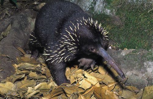 PRO-echidna - My, Oviparous, wildlife, Red Book, Longpost