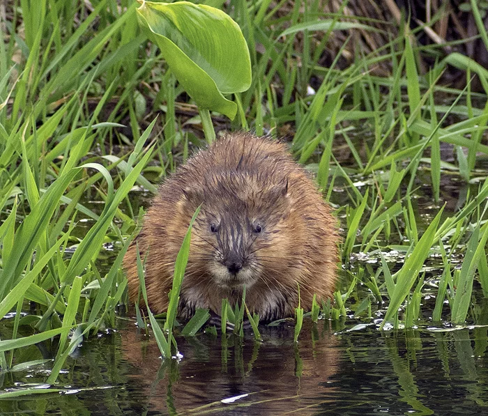 Muskrat - My, Muskrat, Rodents, Klyazma, River, Animals, Water, Nature, Video, Longpost