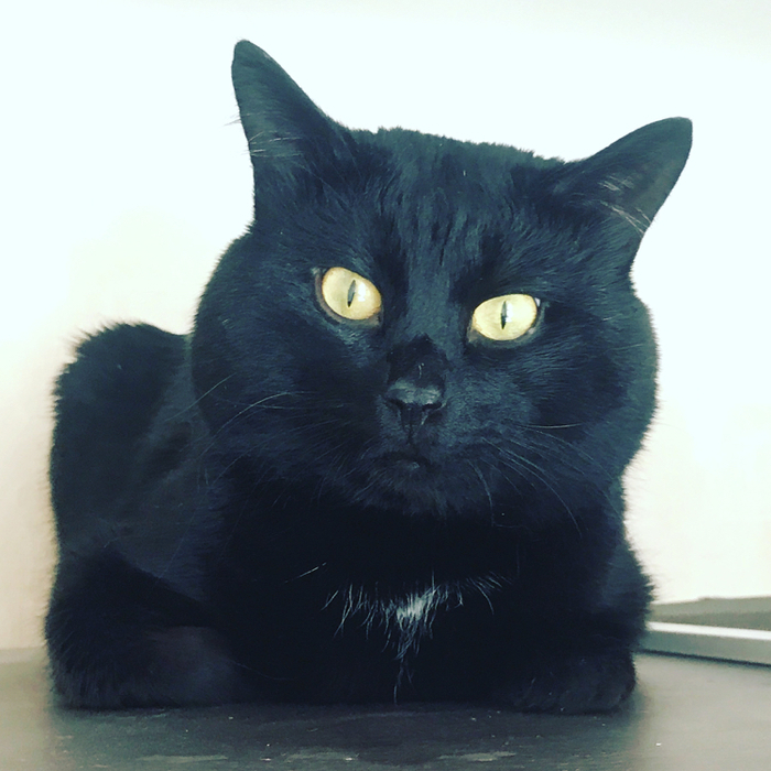 Пёс - целый кот - Кисик