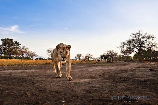 Squeezed it out. :) - Lioness, Camera, Camera, From the network, Humor, Longpost, Big cats, Wild animals, Africa