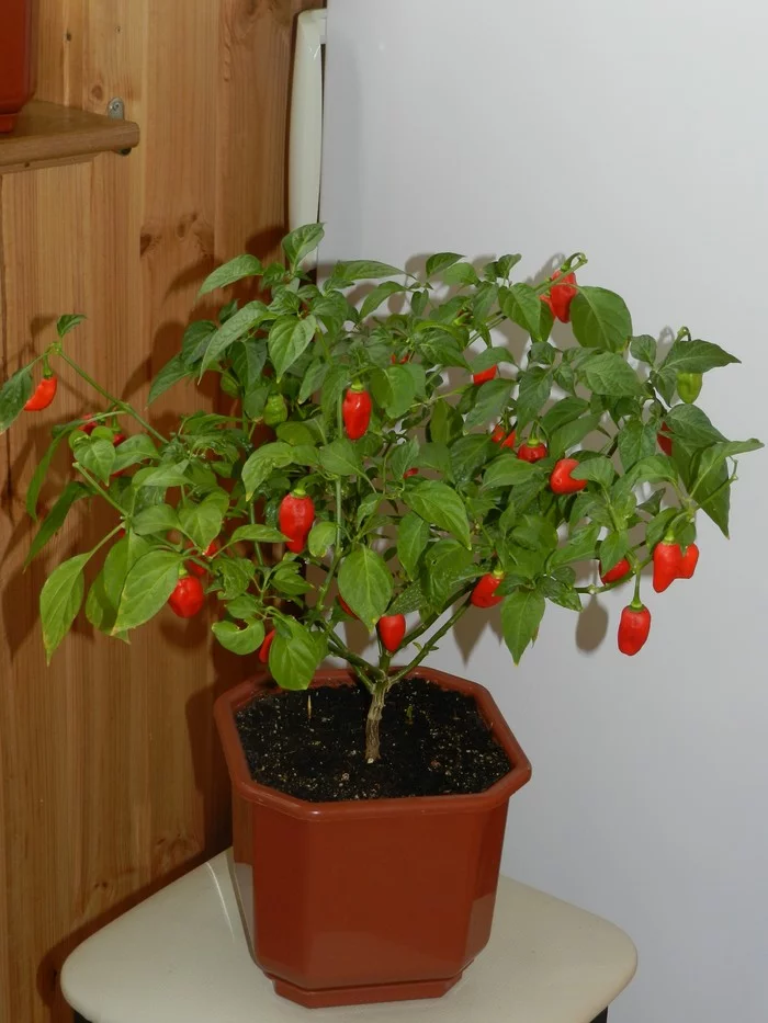 Homemade Sriracha from your own peppers - My, Hot peppers, Pepper farming, Spicy sauce, Vegetable garden on the windowsill, Hobby, Cooking, Longpost