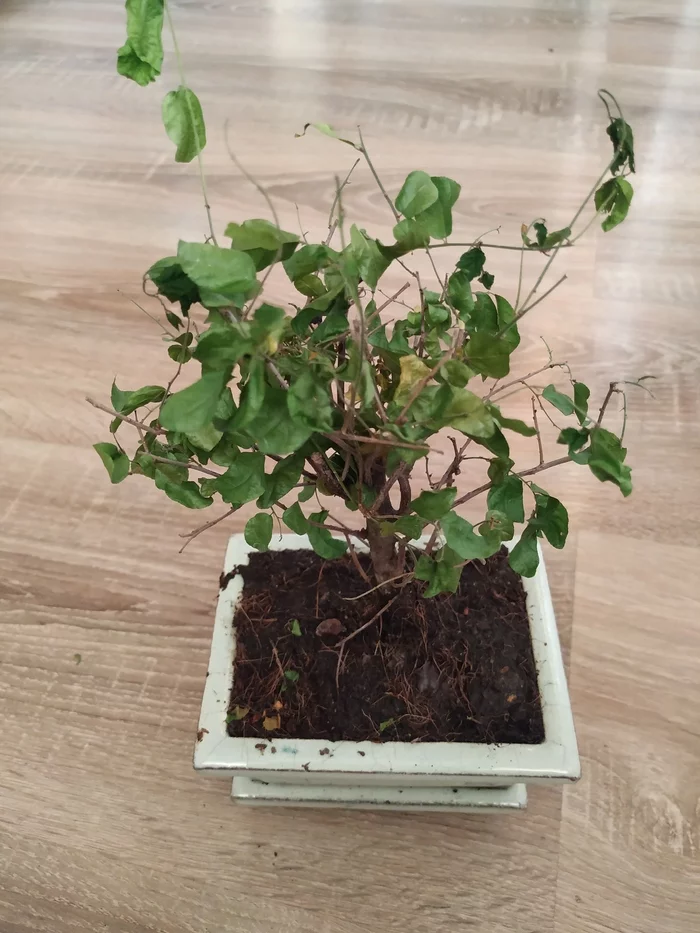 Bonsai needs help - My, Bonsai, Help, Houseplants, Tree, Plants, Transfer, Longpost